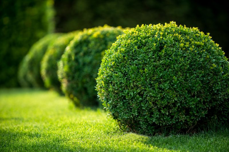 Bush Pruning in Aiken, SC