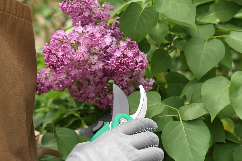 Butterfly Bush Pruning in Rockwall, TX