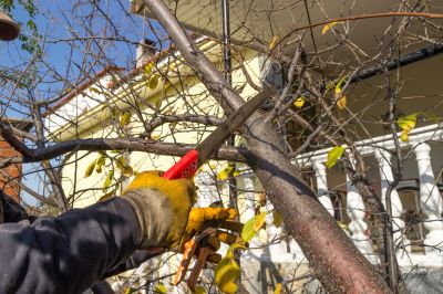 Cedar Tree Trimming in San Jose, CA