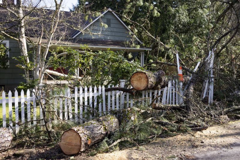 Dead Branch Removal in Doylestown, PA