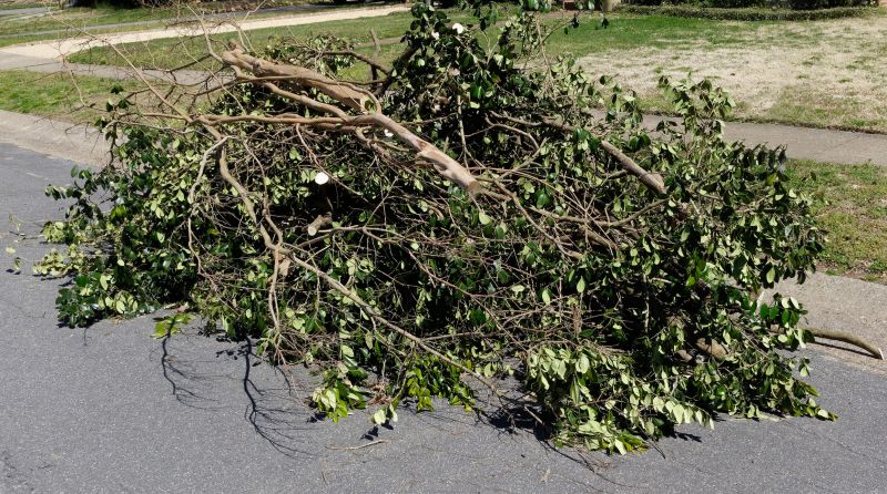 Dead Branch Removal in Doylestown, PA