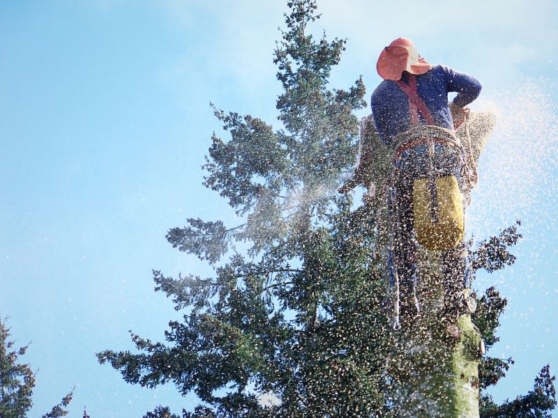 Dead Tree Removal in Doylestown, PA