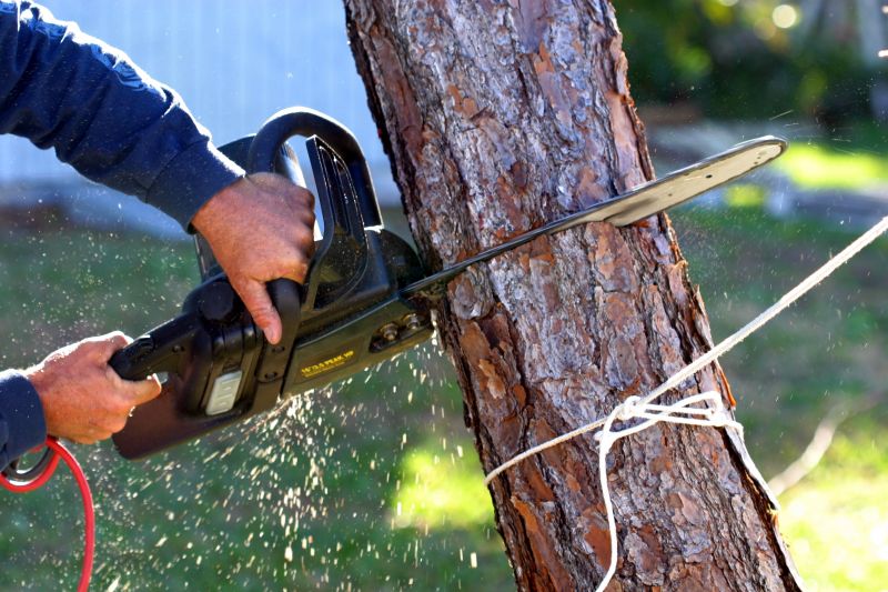 Dead Tree Removal in Doylestown, PA