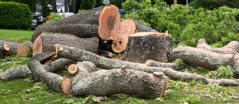 Dead Tree Removal in Doylestown, PA