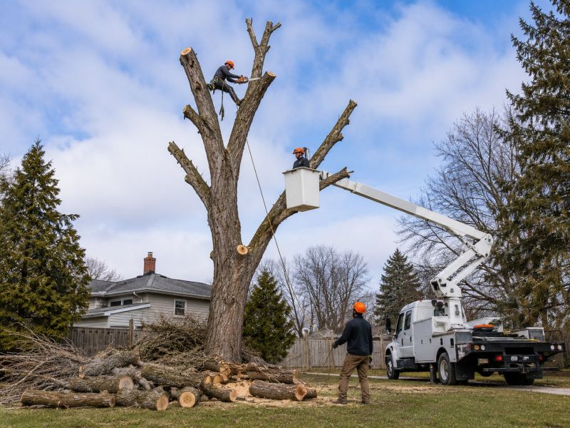 Dogwood Tree Removal in Pottstown, PA