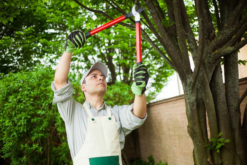Hickory Tree Trimming in Allentown, PA