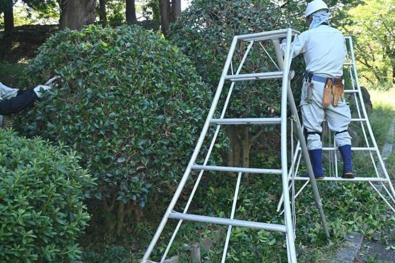 Holly Bushes Trimming in Honolulu, HI
