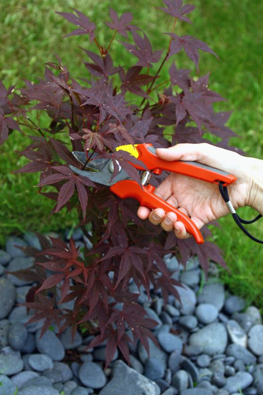 Japanese Maple Pruning in Reno, NV