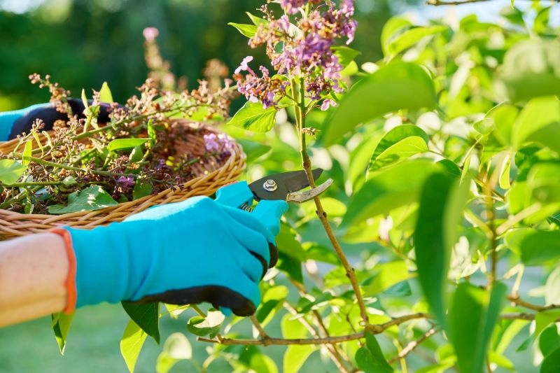 Lilac Trimming Service in Ventura County, CA
