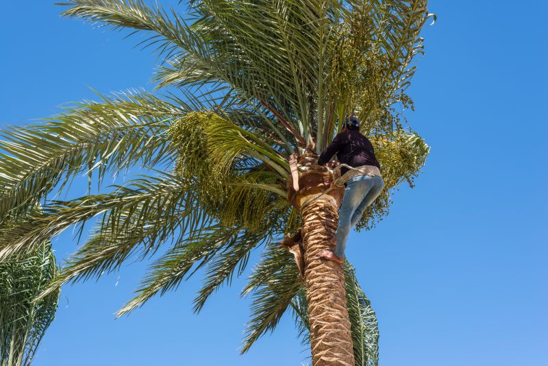 Palm Tree Removal in San Jose, CA