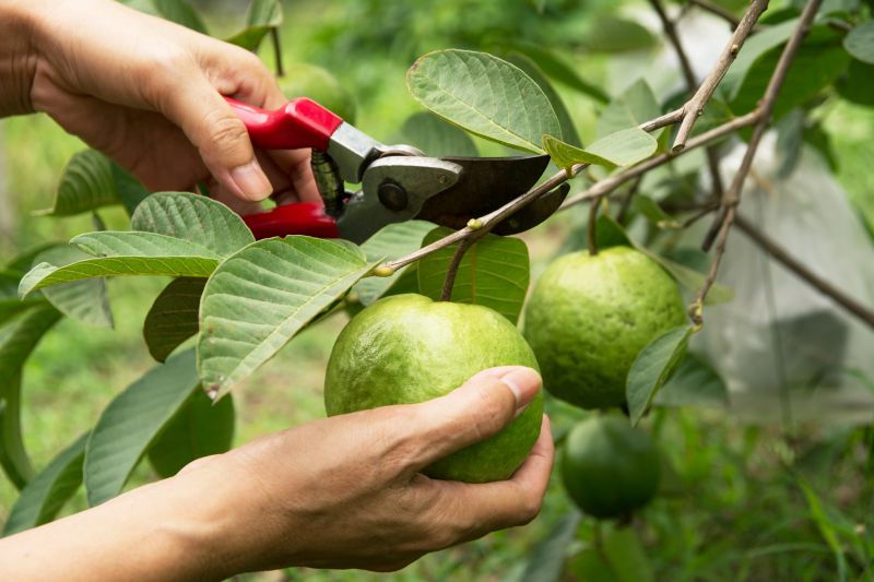 Peach Tree Pruning in Doylestown, PA