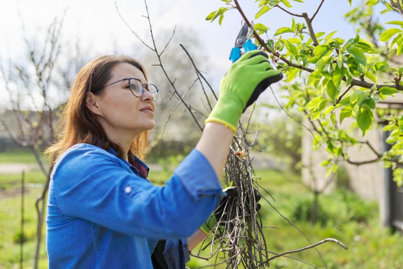Pear Tree Pruning in Pottstown, PA