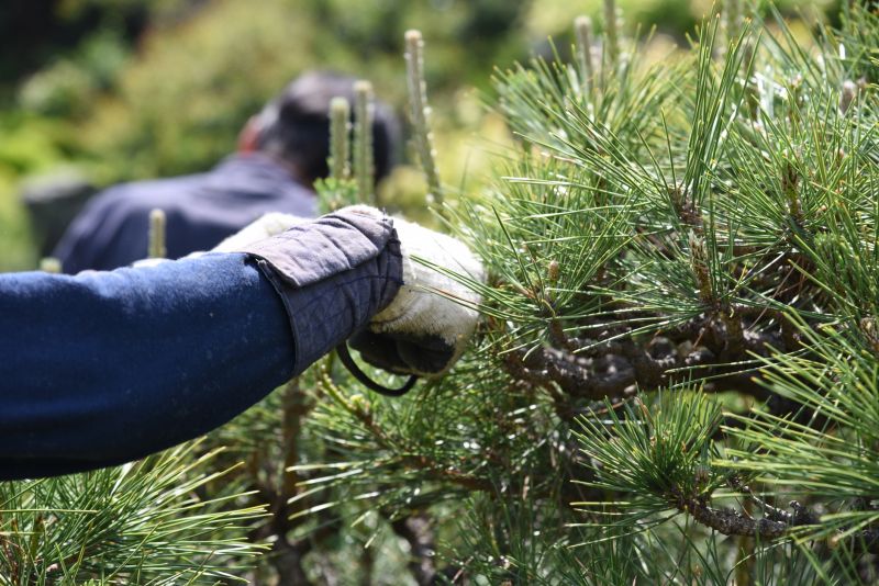 Pine Tree Trimming in Doylestown, PA