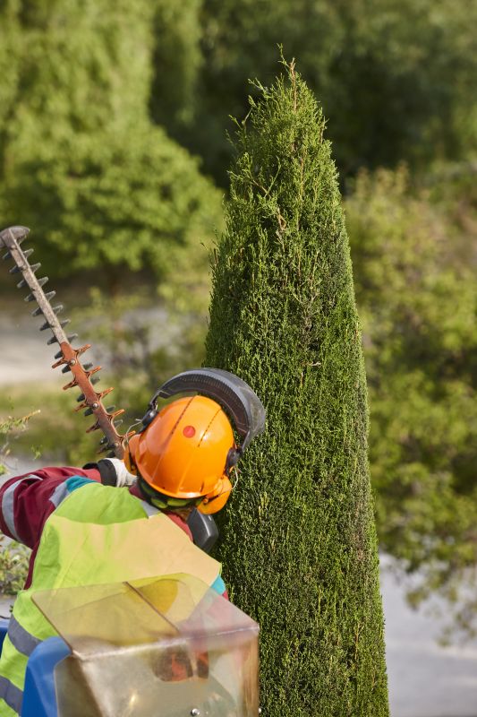 Pine Tree Trimming in Pottstown, PA