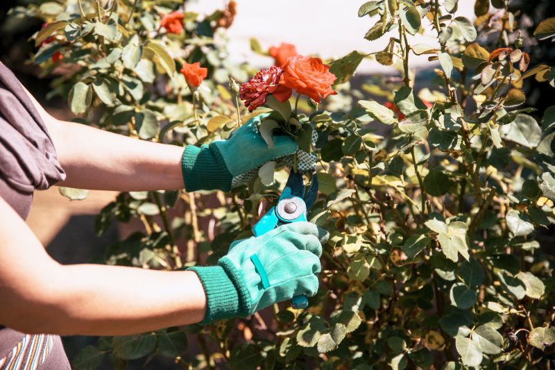 Rose Bush Pruning in Ventura County, CA