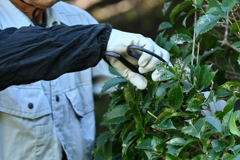 Shrub Shaping in Aiken, SC