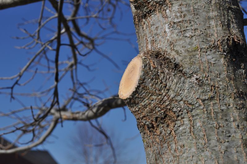 Tree Branch Cutting in Doylestown, PA