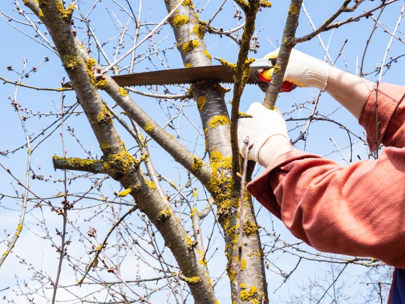 Tree Branch Cutting in Doylestown, PA