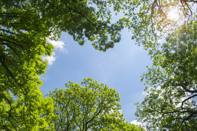 Tree Crown Shaping in San Jose, CA