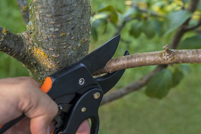 Tree Shearing in Allentown, PA