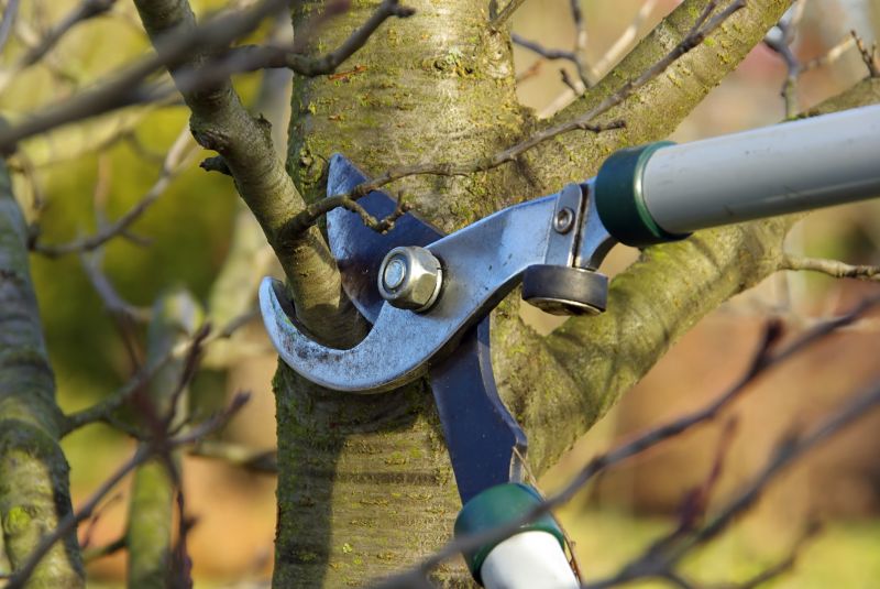 Tree Trimming Service in Reno, NV
