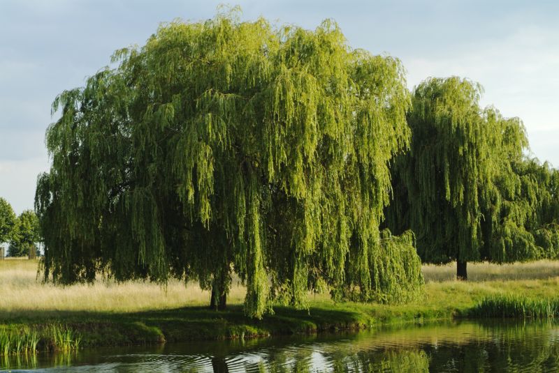 Willow Tree Removal in San Jose, CA